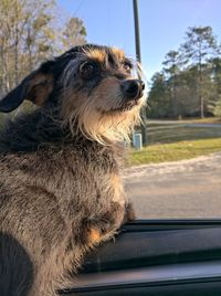 Dog looking away in car