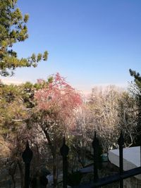 Cherry blossom trees against sky