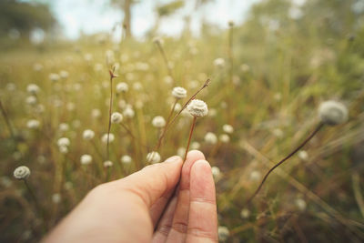 Close-up of hand holding plant on field