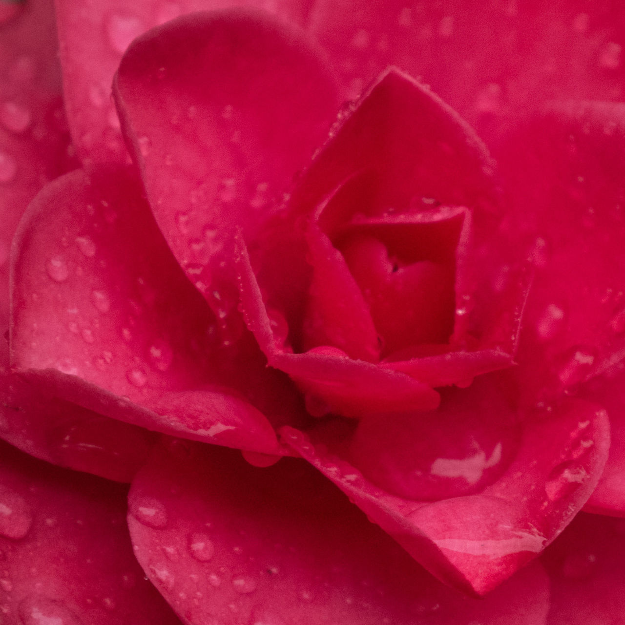 flower, rose - flower, petal, freshness, fragility, flower head, red, beauty in nature, close-up, drop, rose, water, wet, nature, backgrounds, single flower, full frame, growth, single rose, in bloom, droplet, dew, softness, rose petals, blooming, extreme close-up, springtime