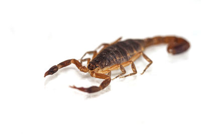 Close-up of crab over white background