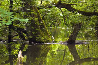 Scenic view of lake amidst trees in forest