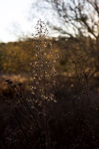 Close-up of fresh plant against sky