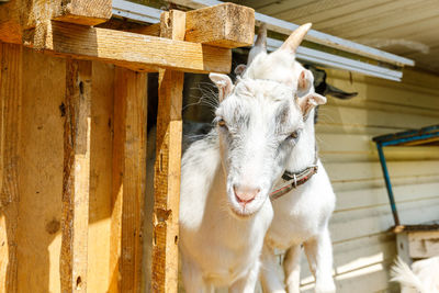 Close-up of a goat