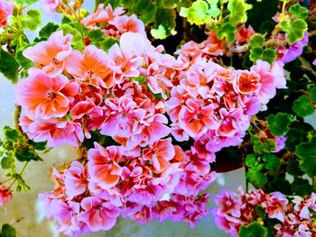 Close-up of flowers blooming outdoors