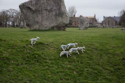 Spring lambs loving new life in spring at avebury