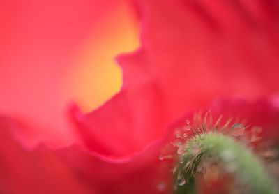 Close-up of red flower