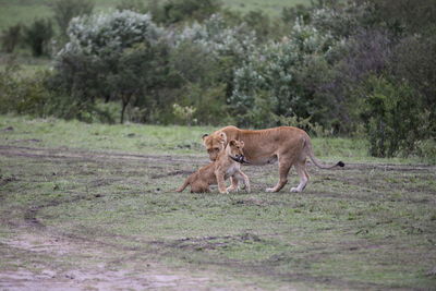 Lion and cub on grassy field