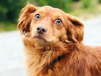 Close-up portrait of a dog