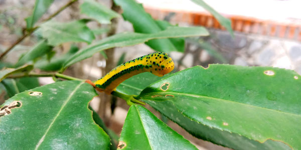 Close-up of butterfly on leaves