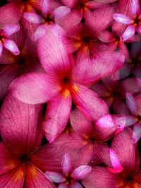 Full frame shot of flowers