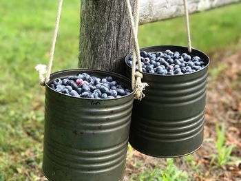 Close-up of berries in container