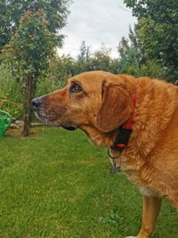 View of a dog looking away on field