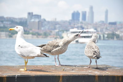 Seagulls perching on a city