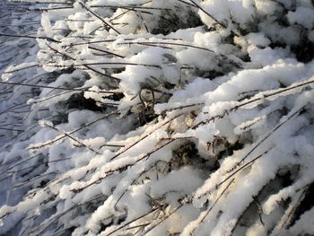 Snow covered trees