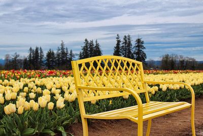 Yellow flowers growing on field against sky