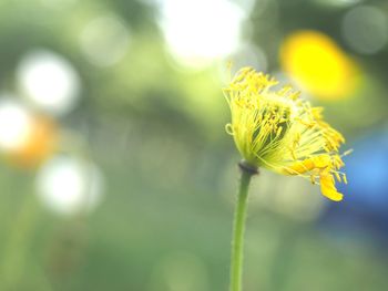 Close-up of plant against blurred background