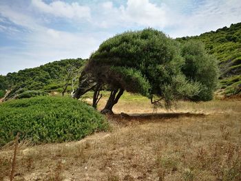 Trees growing on field against sky