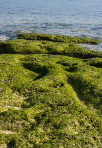 High angle view of moss on sea shore