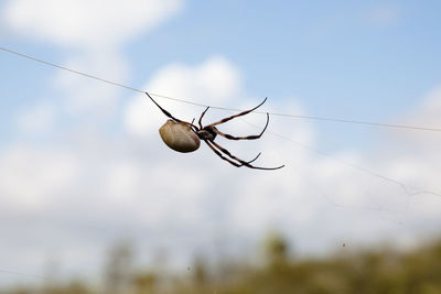 Close-up of spider on web against sky