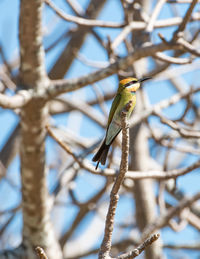 Low angle view of bird perching on branch