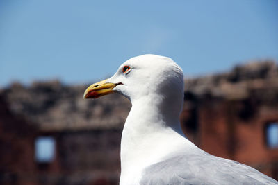 Close-up of seagull