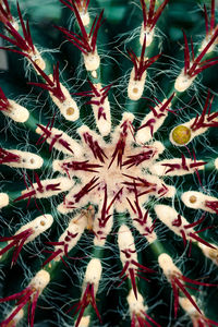 Full frame shot of succulent plant