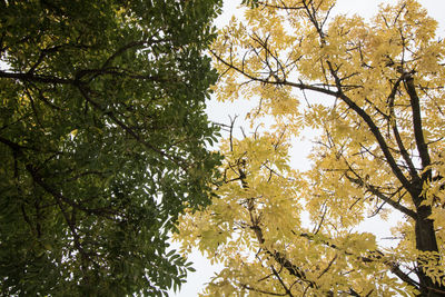 Low angle view of trees against sky