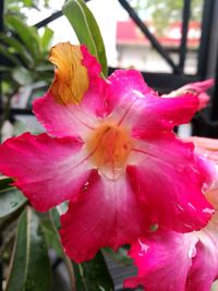 Close-up of pink hibiscus blooming outdoors