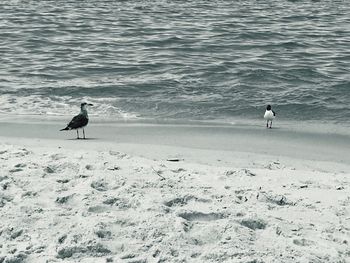 Seagull perching on shore by sea