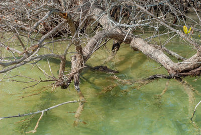 Dead tree in lake