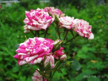 flowering plant