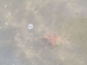 High angle view of jellyfish swimming in water