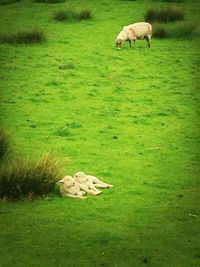 Sheep grazing on grassy field