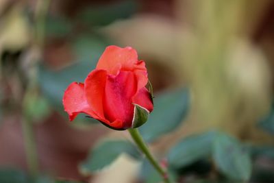 Close-up of pink rose