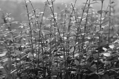 Close-up of plants on field