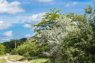 Trees growing on field against sky