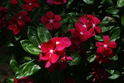 Close-up of red flowers blooming outdoors