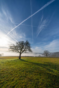 Tree on field against sky