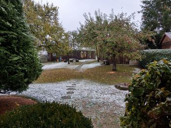 View of flowering plants in park