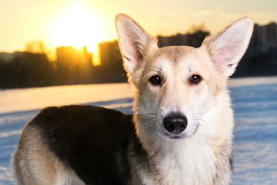 Close-up portrait of dog looking at camera against sky during sunset
