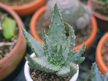 Close-up of succulent plant