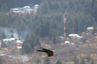 Close-up of bird flying over water