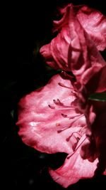 Close-up of pink flowers