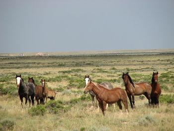 Horses grazing on grassy field