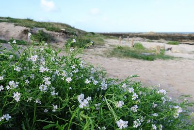 Close-up of flowers growing in field