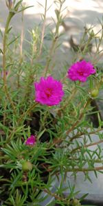 Close-up of pink flowering plants