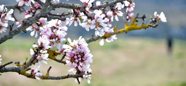 Close-up of cherry blossom