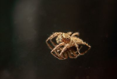 Close-up of spider