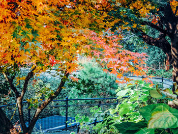 Close-up of maple tree during autumn